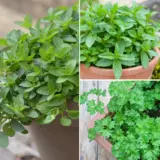 Herb Collection 2025 Colhercol - Garden Express Australia