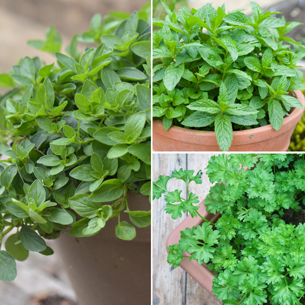 Herb Collection
