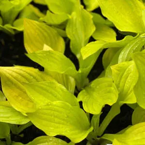 The Enchanting World Of Hostas Hosta Blackfoot - Garden Express Australia