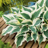Hosta Wide Brim Hosta Wide Brim