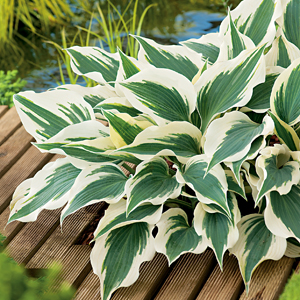 Hosta Wide Brim Hosta Wide Brim
