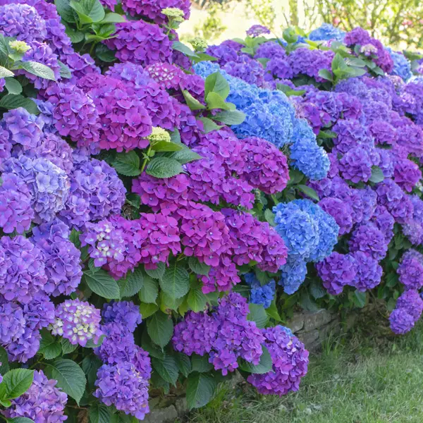 Hydrangea Matilda Gutges Hydrangea Matilda Gutges