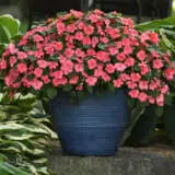 Impatiens Beacon Coral P68impbco - Garden Express Australia
