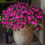 Impatiens Beacon Violet Shades P68impbvs - Garden Express Australia