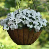 Impatiens Beacon White P68impbwt - Garden Express Australia