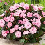 Impatiens Sunpatiens Compact Blush Pink P68sunpcb - Garden Express Australia
