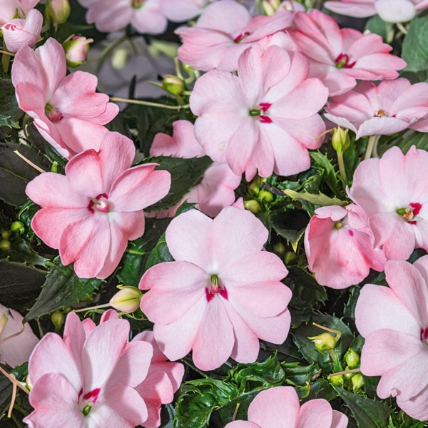 Sunpatiens Compact Blush Pink