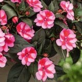 Sunpatiens Compact Blush Pink
