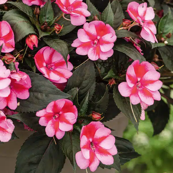 Sunpatiens Compact Blush Pink Sunpatiens Compact Blush Pink