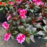Sunpatiens Compact Red Candy