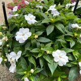 Sunpatiens Compact White
