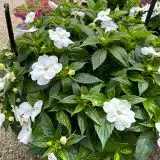 Impatiens Sunpatiens Compact White P68sunpcw 2026 - Garden Express Australia