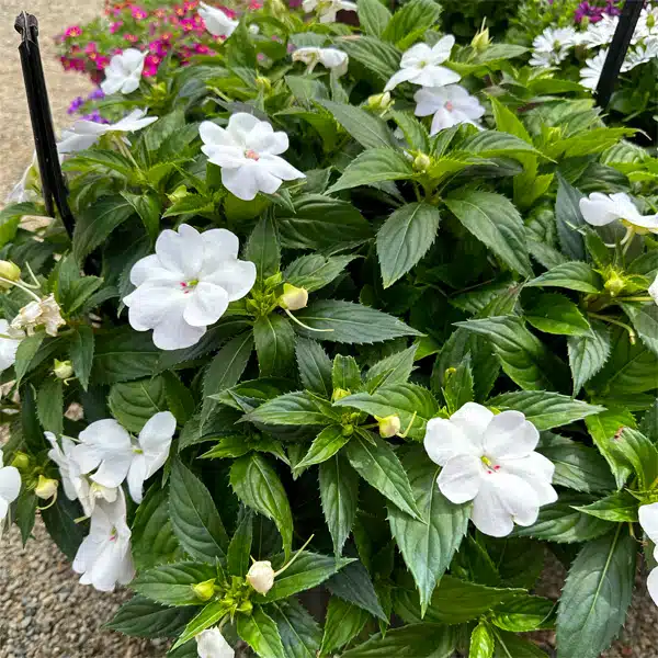 Sunpatiens Compact White