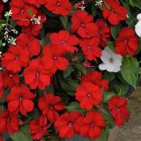 Impatiens Sunpatiens Compact Deep Red P68sunpcdr 2026 - Garden Express Australia