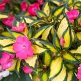 Sunpatiens Compact Tropical Rose