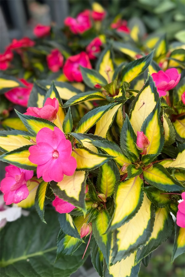 Sunpatiens Compact Tropical Rose