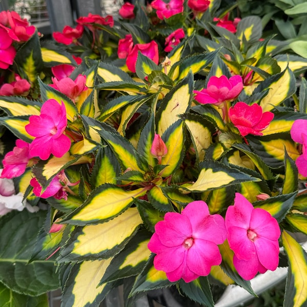 Sunpatiens Compact Tropical Rose