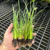 Kangaroo Paw Celebrations Collection Kangaroo Paw Celebrations Collection