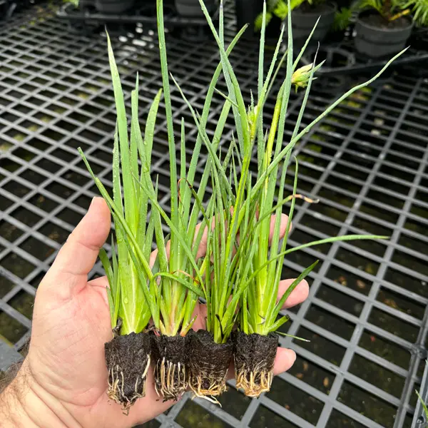 Kangaroo Paw Celebrations Collection Kangaroo Paw Celebrations Collection