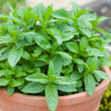Herb Collection