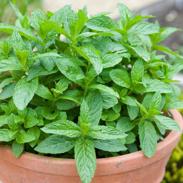 Herb Collection