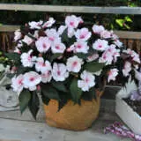 New Guinea Impatiens Magnum White Blush Lplngimwb - Garden Express Australia