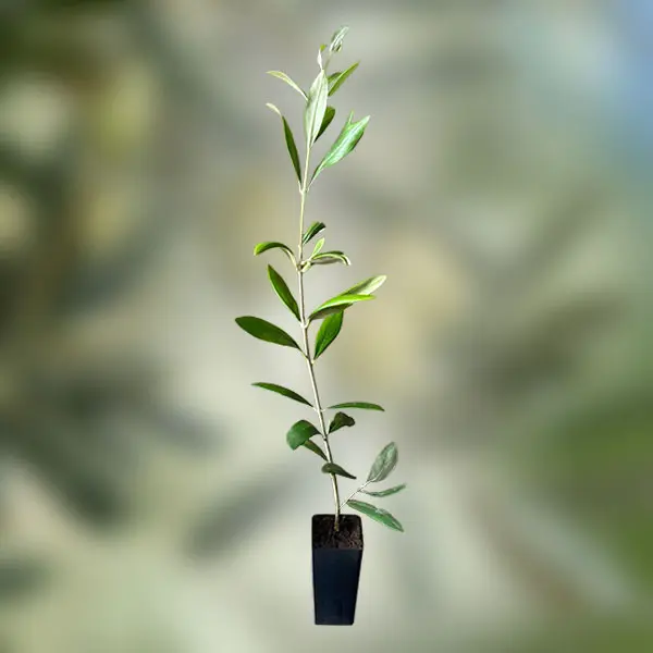 Olive Verdale Collection Olive Verdale Collection