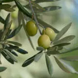 Olive Verdale Cololiver - Garden Express Australia