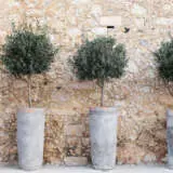 Olive Verdale Collection Olive Verdale Collection