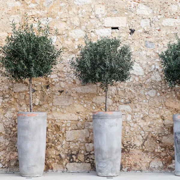 Olive Verdale Collection Olive Verdale Collection