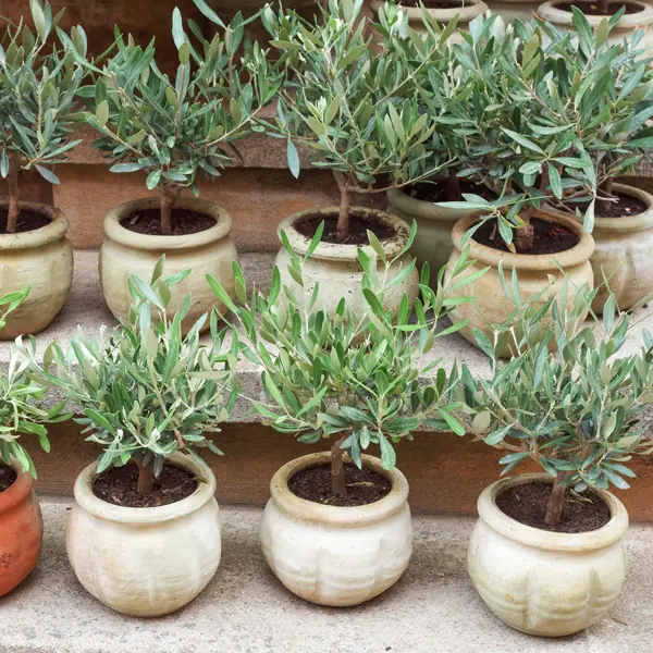 Olive Verdale Collection Olive Verdale Collection