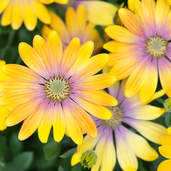 Osteospermum Pop Eye Golden Yellow And Peach Pink