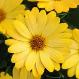 Osteospermum Serenity Deep Yellow P68ostsdy - Garden Express Australia