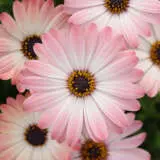 Gurus Osteospermum Serenity Collection Gurus Osteospermum Serenity Collection