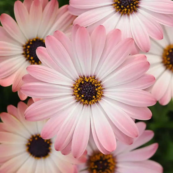 Gurus Osteospermum Serenity Collection