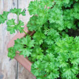 Herb Collection