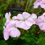 Pelargonium Apple Blossom Geranium P68pelabl - Garden Express Australia