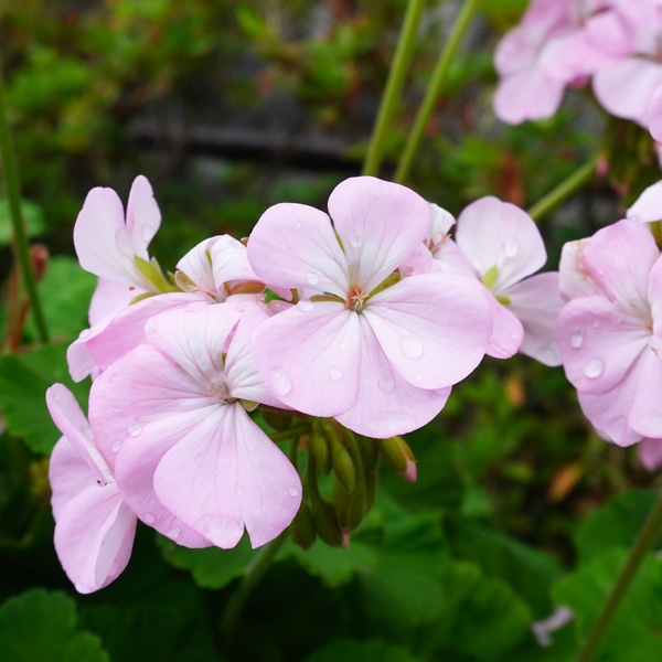 Pelargonium Apple Blossom Geranium Pelargonium Apple Blossom Geranium