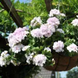 Pelargonium Great Balls Of Fire White Lplpelgbw - Garden Express Australia