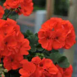 Pelargonium Savannah Oh So Orange Pelargonium Savannah Oh So Orange