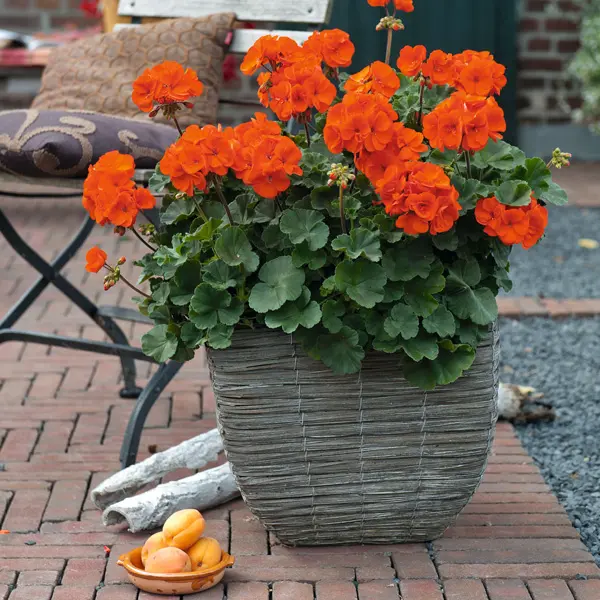 Pelargonium Savannah Oh So Orange