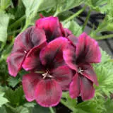 Pelargonium Solstice Chocolate Lplpelsch - Garden Express Australia