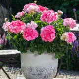 Pelargonium Survivor Idols Paperbloom Lplpelsip - Garden Express Australia
