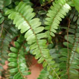 Pellaea Sickle Fern P75pelsfe - Garden Express Australia