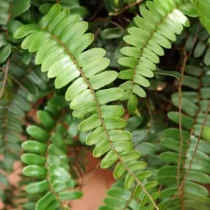 Shade Plants Australia | Create A Tropical-Look Garden With Clivia, Ferns & Hostas Pellaea Sickle Fern P75pelsfe - Garden Express Australia