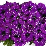 Petunia Sparkling Collection Petunia Sparkling Collection