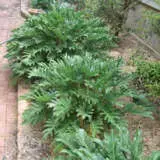 Philodendron Xanadu - Garden Express Australia