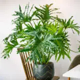 Philodendron Xanadu Philodendron Xanadu