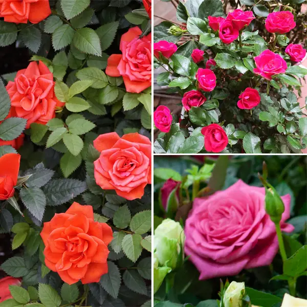 Pot Rose Jewels Collection Pot Rose Jewels Collection