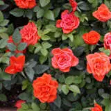 Pot Rose Jewels Collection Pot Rose Jewels Collection